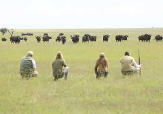 Opbc Walking Safari Wildebeest Opbc Walking Safari Wildebeest