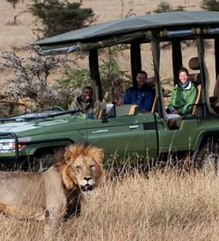 Open Vehicle Safari with Lion
