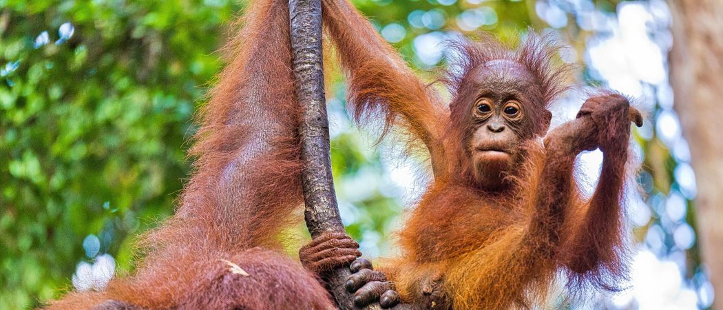 Orangutans Borneo