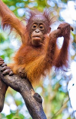 Orangutans Borneo