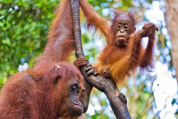 Orangutans Borneo Orangutans Borneo