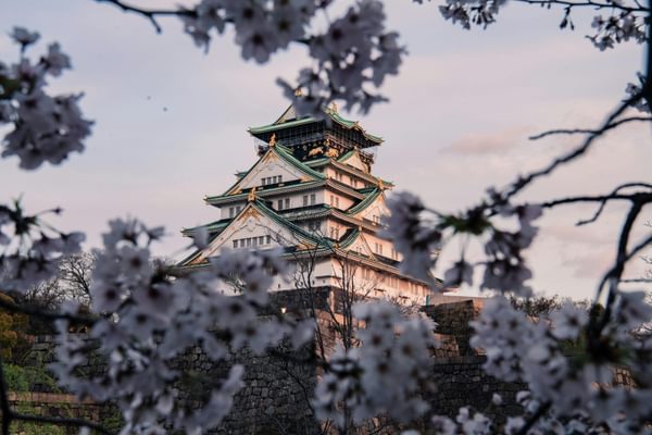 Osaka castle cherry blossoms japan pexel Osaka castle cherry blossoms japan pexel