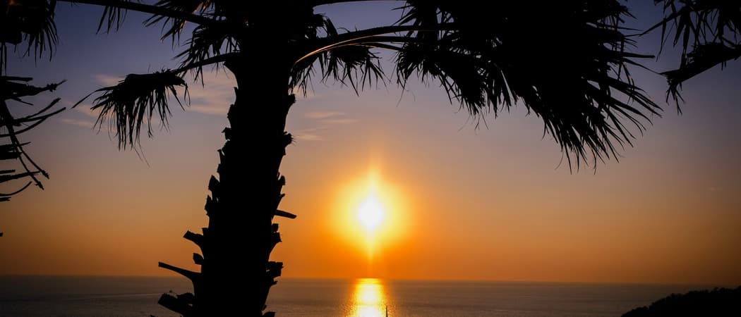 Palm tree and sunset phuket thailand unsplash