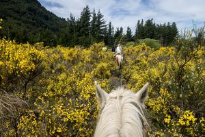 Argentina Pampas Horse