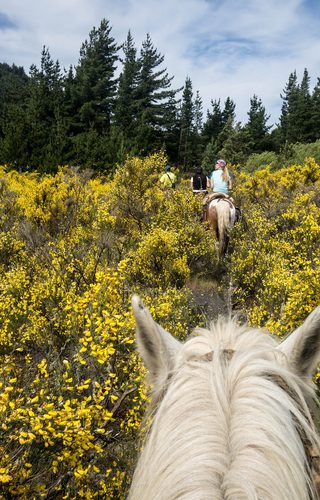 Argentina Pampas Horse