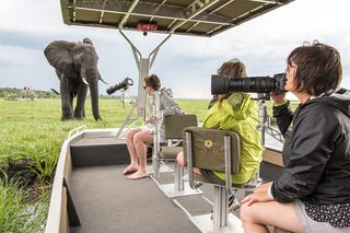 Pangolin Chobe Hotel Botswana Lodges Zambia In Style Kasane Safaris Wildlife Africa Photography Experts Elephant X66789 Pangolin Chobe Hotel Botswana Lodges Zambia In Style Kasane Safaris Wildlife Africa Photography Experts Elephant X66789