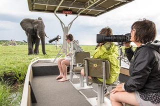 Pangolin Chobe Hotel Botswana Lodges Zambia In Style Kasane Safaris Wildlife Africa Photography Experts Elephant X66789