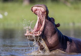 Pangolin  Khwai  Camp  Hippo Pangolin  Khwai  Camp  Hippo