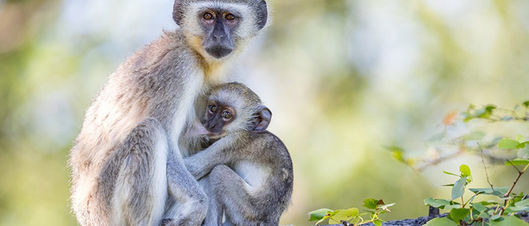 Pangolin Khwai Camp Vervet Monkeys
