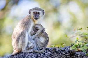 Pangolin Khwai Camp Vervet Monkeys