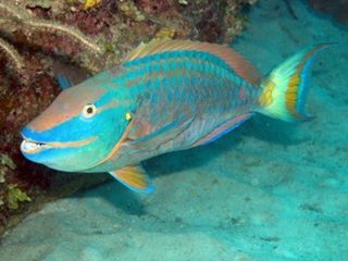 Parrotfish Parrotfish
