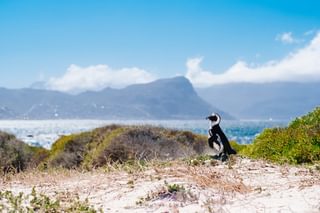 Penguins Boulders Beach