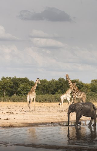 Elephants and giraffes Zimbabwe