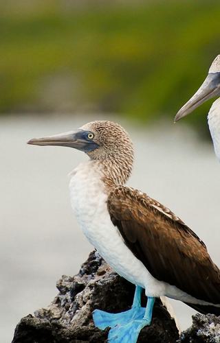 Galapagos Ecuador Canva Pro