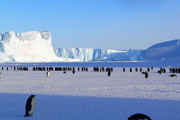 Emperor Penguins Antarctica Emperor Penguins Antarctica