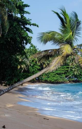 Praia  Inhame  Eco  Lodge  Beach  Palm