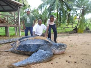 Praia Inhame Eco Lodge Turtle