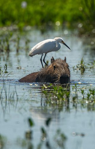 Capybara in Ibera