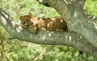 Queen Elizabeth National Park Drive