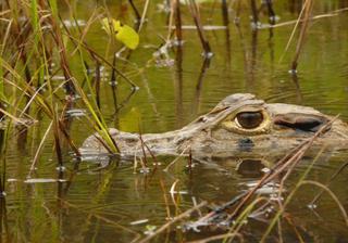 Peru Fauna Amphibians Reptiles RL Black Caiman 2 Refugio Amazonias Peru Fauna Amphibians Reptiles RL Black Caiman 2 Refugio Amazonias