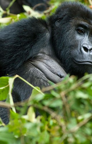 Gorilla in the middle of plants congo canva pro