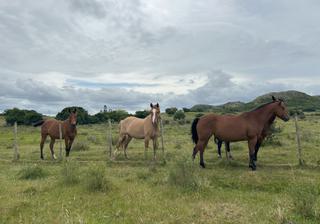 Resident horses Resident horses