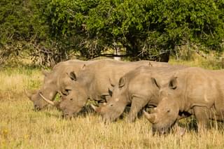 Rhino Ridge Rhino Conservation