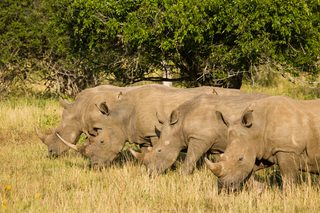 Rhino Ridge Rhino Conservation Rhino Ridge Rhino Conservation