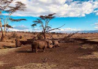 Rhinos On Walk Lewa