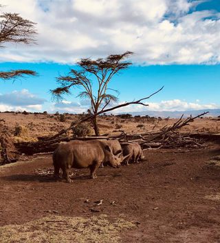 Rhinos On Walk Lewa