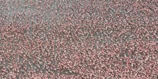 Loldia  House Aerial View Of Flamingos