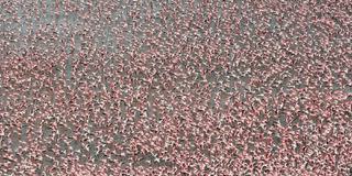 Loldia House Aerial View Of Flamingos Loldia House Aerial View Of Flamingos