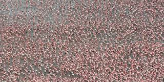 Loldia  House Aerial View Of Flamingos