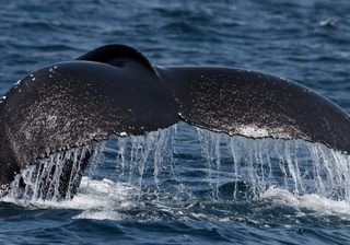 Roca Belo Monte Principe Whale Watching Roca Belo Monte Principe Whale Watching