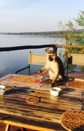 Ruzizi Tented Lodge Monkey Breakfast