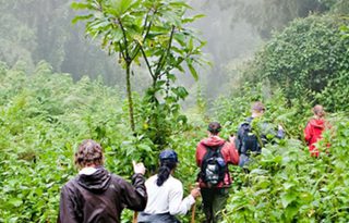 Gorilla Tracking Gorilla Tracking