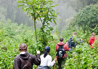 Gorilla Tracking