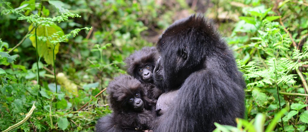 Gorilla  Twins  Gorilla  Fund