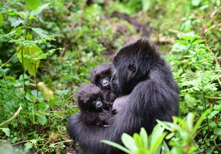 Gorilla Twins Gorilla Fund Gorilla Twins Gorilla Fund