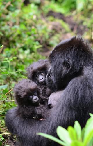 Gorilla Twins Gorilla Fund