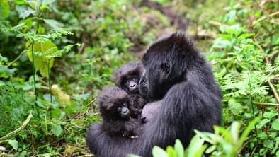 Gorilla  Twins  Gorilla  Fund