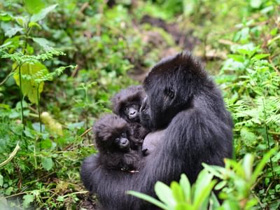 Gorilla  Twins  Gorilla  Fund Gorilla  Twins  Gorilla  Fund