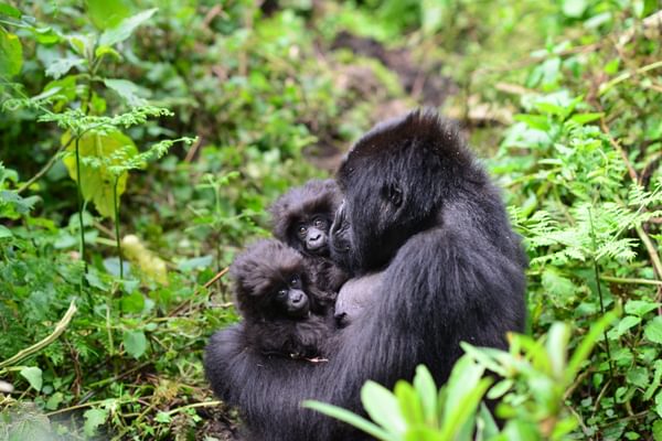 Gorilla Twins Gorilla Fund Gorilla Twins Gorilla Fund