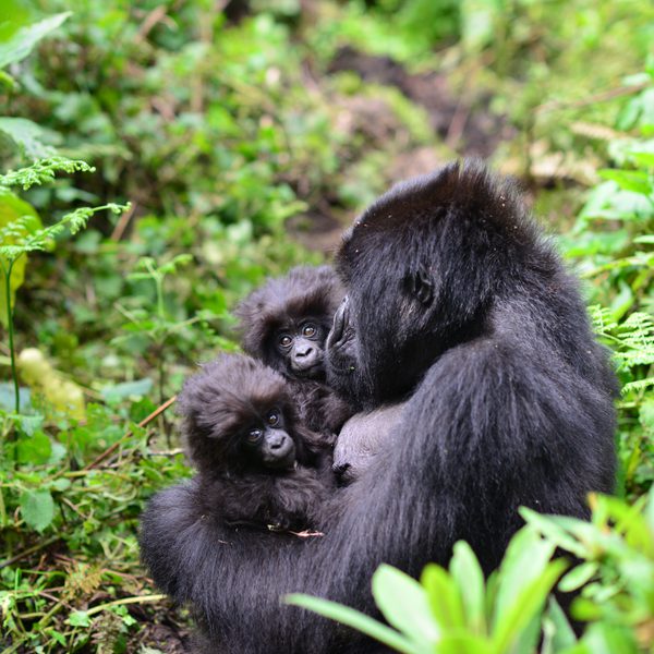 Gorilla Twins Gorilla Fund