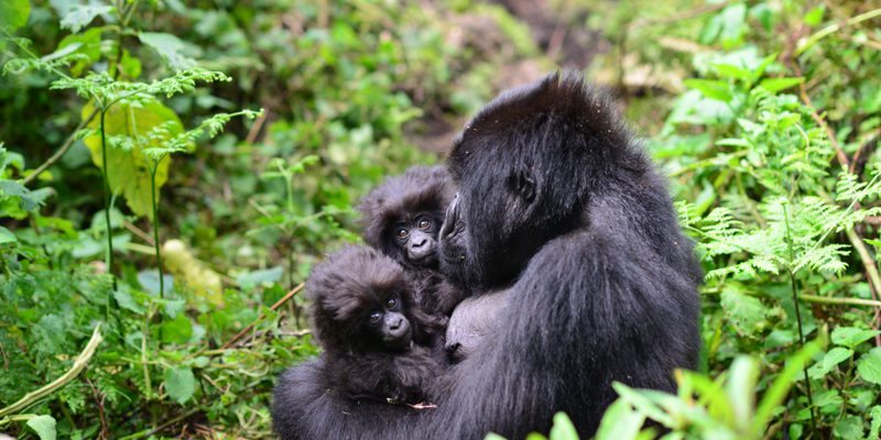 Gorilla  Twins  Gorilla  Fund Gorilla  Twins  Gorilla  Fund