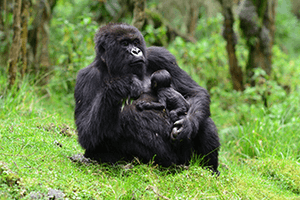 Gorilla With Baby  Dian  Fossey  Gorilla  Fund