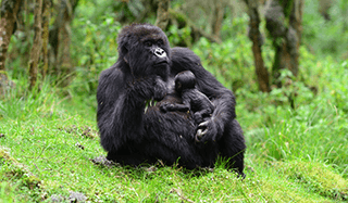 Gorilla With Baby Dian Fossey Gorilla Fund