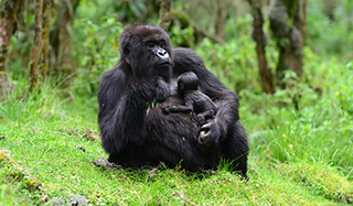 Gorilla With Baby Dian Fossey Gorilla Fund Gorilla With Baby Dian Fossey Gorilla Fund