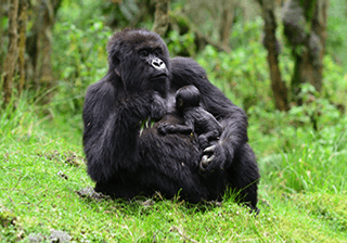 Gorilla With Baby Dian Fossey Gorilla Fund