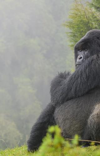 Isabukuru Silverback Dian Fossey Gorilla Fund